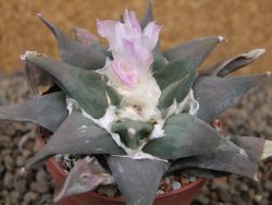 Ariocarpus confusus La Escondida, NL květináč 6,5 cm Cites IA
