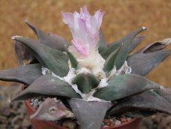Ariocarpus confusus La Escondida, NL květináč 6,5 cm Cites IA - 12416264