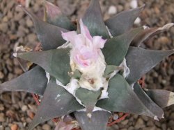 Ariocarpus confusus La Escondida, NL květináč 6,5 cm Cites IA - 12416265