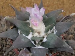 Ariocarpus confusus La Escondida, NL květináč 6,5 cm Cites IA - 12416266
