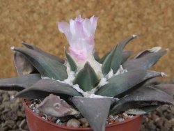 Ariocarpus confusus La Escondida, NL květináč 6,5 cm Cites IA - 12416267