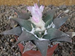 Ariocarpus confusus La Escondida, NL květináč 6,5 cm Cites IA - 12416268