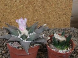 Ariocarpus confusus La Escondida, NL květináč 6,5 cm Cites IA - 12416269