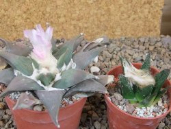 Ariocarpus confusus La Escondida, NL květináč 6,5 cm Cites IA - 12416270