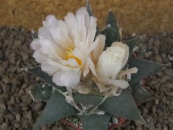 Ariocarpus confusus La Escondida, NL květináč 6,5 cm Cites IA - 12416273