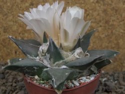 Ariocarpus confusus La Escondida, NL květináč 6,5 cm Cites IA - 12416274