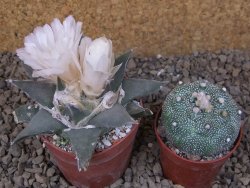 Ariocarpus confusus La Escondida, NL květináč 6,5 cm Cites IA - 12416276