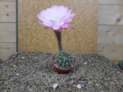 Echinopsis hybrid Světlá romantika, květináč 5,5 cm - 12416281