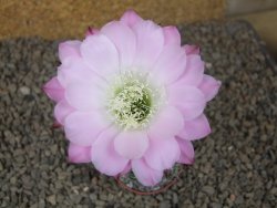 Echinopsis hybrid Světlá romantika, květináč 5,5 cm - 12416283
