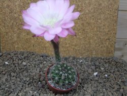 Echinopsis hybrid Světlá romantika, květináč 5,5 cm - 12416285