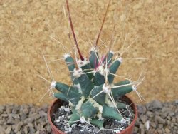 Ferobergia semenáč, květináč 6,5 cm