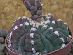 Gymnocalycium vatteri unguispinum, pot 5,5 cm - 12416302