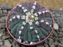 Gymnocalycium vatteri unguispinum, pot 5,5 cm - 12416309