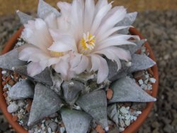 Ariocarpus retusus SB 68 Coronel, SLP květináč 9 cm cites IA - 12416310