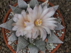 Ariocarpus retusus SB 68 Coronel, SLP květináč 9 cm cites IA - 12416311