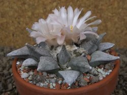 Ariocarpus retusus SB 68 Coronel, SLP květináč 9 cm cites IA - 12416314