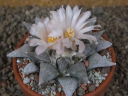 Ariocarpus retusus SB 68 Coronel, SLP květináč 9 cm cites IA - 12416316