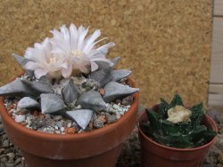 Ariocarpus retusus SB 68 Coronel, SLP květináč 9 cm cites IA - 12416318