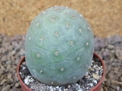 Tephrocactus geometricus květináč 6,5 cm