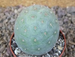 Tephrocactus geometricus květináč 6,5 cm - 12416320