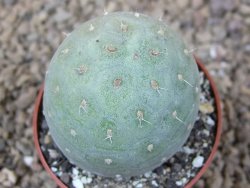 Tephrocactus geometricus květináč 6,5 cm - 12416322
