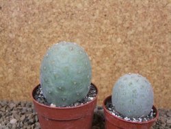 Tephrocactus geometricus květináč 6,5 cm - 12416324