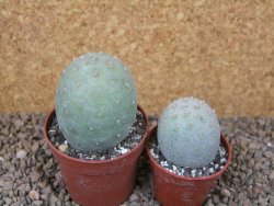 Tephrocactus geometricus květináč 6,5 cm - 12416325