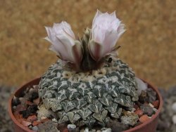 Ariocarpus kotschoubeyanus albiflorus Tula květináč 6,5 cm - 12416328