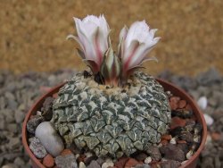 Ariocarpus kotschoubeyanus albiflorus Tula květináč 6,5 cm - 12416333