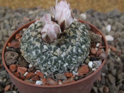 Ariocarpus kotschoubeyanus albiflorus Tula květináč 6,5 cm - 12416334
