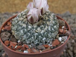 Ariocarpus kotschoubeyanus albiflorus Tula květináč 6,5 cm - 12416336