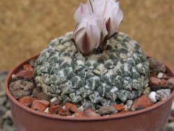 Ariocarpus kotschoubeyanus albiflorus Tula květináč 6,5 cm - 12416338