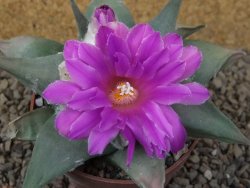 Ariocarpus confusus Aramberi PP 420 květináč 8,5 cm Cites IA