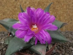 Ariocarpus confusus Aramberi PP 420 květináč 8,5 cm Cites IA - 12416350