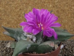 Ariocarpus confusus Aramberi PP 420 květináč 8,5 cm Cites IA - 12416351