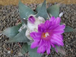 Ariocarpus confusus Aramberi PP 420 květináč 8,5 cm Cites IA - 12416353