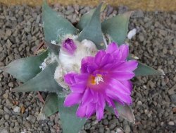 Ariocarpus confusus Aramberi PP 420 květináč 8,5 cm Cites IA - 12416354