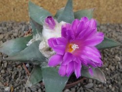 Ariocarpus confusus Aramberi PP 420 květináč 8,5 cm Cites IA - 12416355