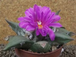 Ariocarpus confusus Aramberi PP 420 květináč 8,5 cm Cites IA - 12416357