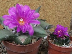 Ariocarpus confusus Aramberi PP 420 květináč 8,5 cm Cites IA - 12416358