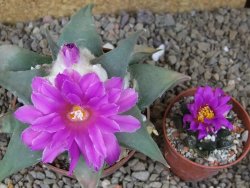 Ariocarpus confusus Aramberi PP 420 květináč 8,5 cm Cites IA - 12416359
