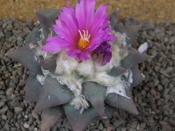 Ariocarpus confusus Aramberi PP 420 květináč 7 cm Cites IA