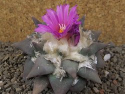 Ariocarpus confusus Aramberi PP 420 květináč 7 cm Cites IA - 12416369