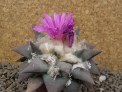 Ariocarpus confusus Aramberi PP 420 květináč 7 cm Cites IA - 12416370