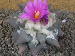Ariocarpus confusus Aramberi PP 420 květináč 7 cm Cites IA - 12416373