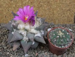 Ariocarpus confusus Aramberi PP 420 květináč 7 cm Cites IA - 12416374
