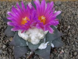 Ariocarpus confusus Aramberi PP 420  11 cm Cites IA