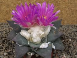 Ariocarpus confusus Aramberi PP 420  11 cm Cites IA - 12416378