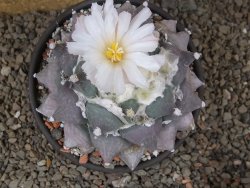 Ariocarpus furfuraceus La Ascension květináč 10 cm cites IA - 12416390