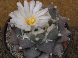 Ariocarpus furfuraceus La Ascension květináč 10 cm cites IA - 12416392